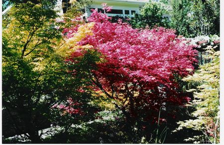 Japanese Maple